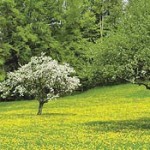 gpp olii idraulici