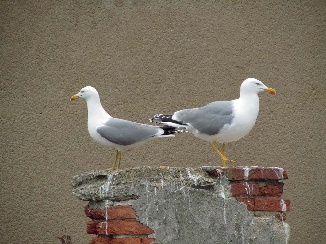 LIPU